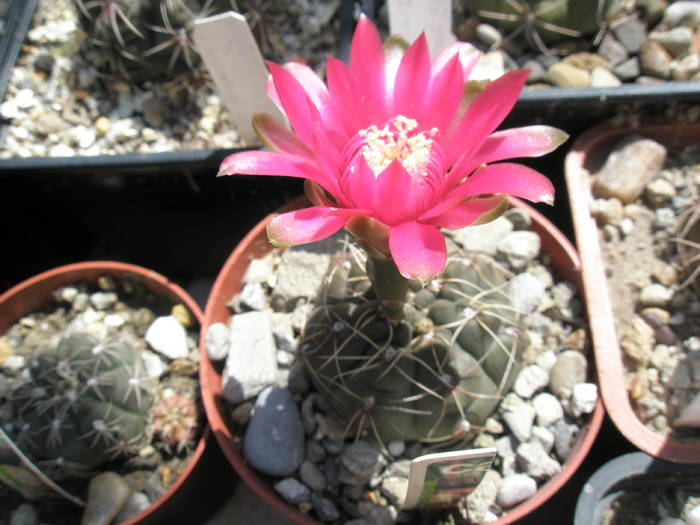 Gymnocalycium baldianum - 09.06