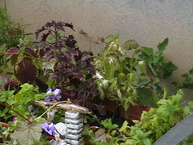 Picture 020