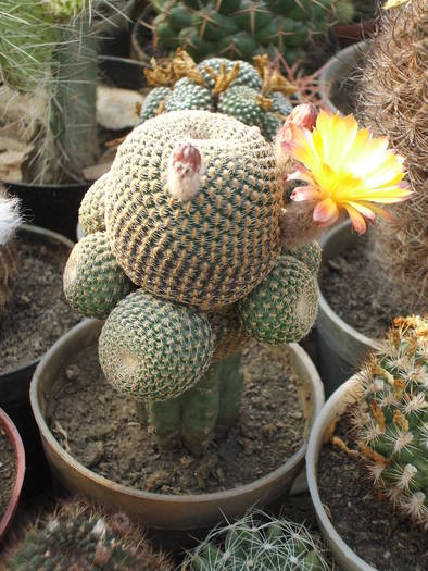 Reicherocactus pseudoreicheanus - colectia mea de cactusi