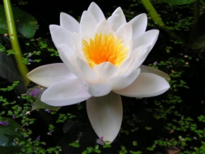 anunt-poza-nufar-4187-294