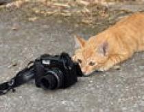 poze_m_pisica_fotograf[1]