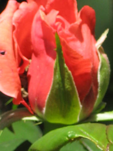 primul trandafiri 2009 - gradina