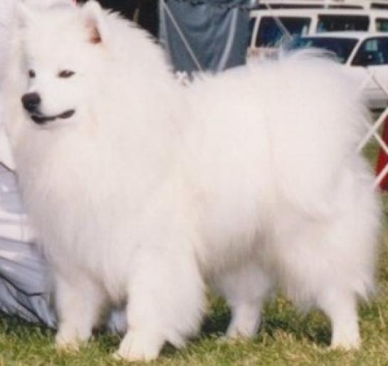AMERICAN ESKIMO - RASE CAINI