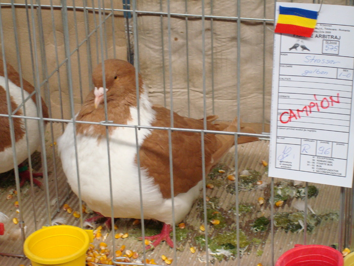 DSC04869 - Campioni de toate rasele la Expo Fauna Banatului 2009 Timisoara