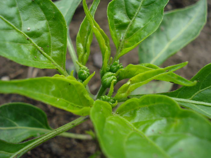 Tokyo Hot Pepper (2009, May 29) - Tokyo Hot Pepper