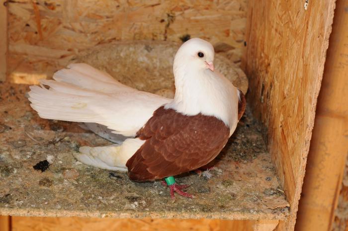 DSC_9881 - jucatori dublumotati calarasi 2008