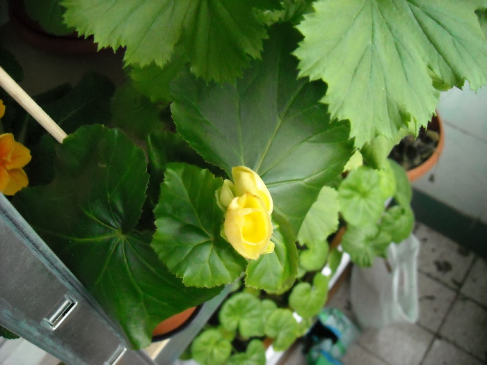 begonia - Florile mele