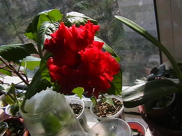 10.02 - hibiscus 2009