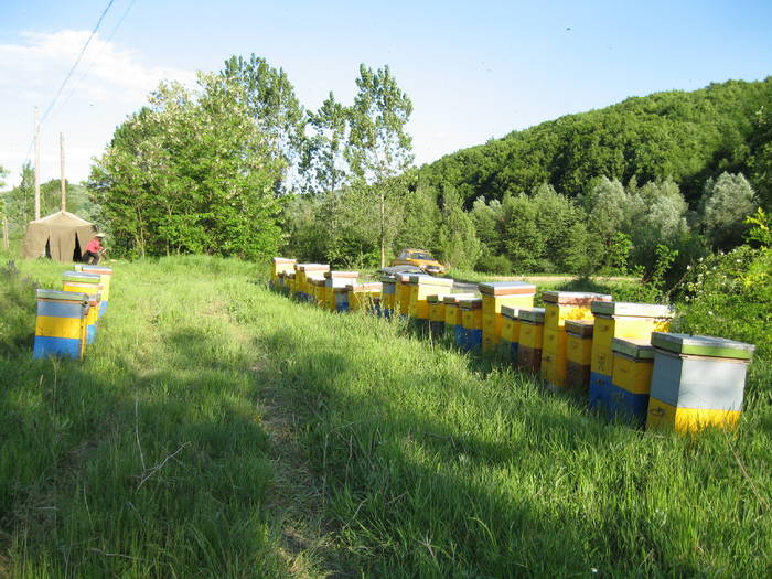 IMG_3509 - salcim I si II 2009