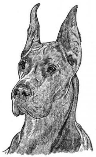 Great Dane bryson
