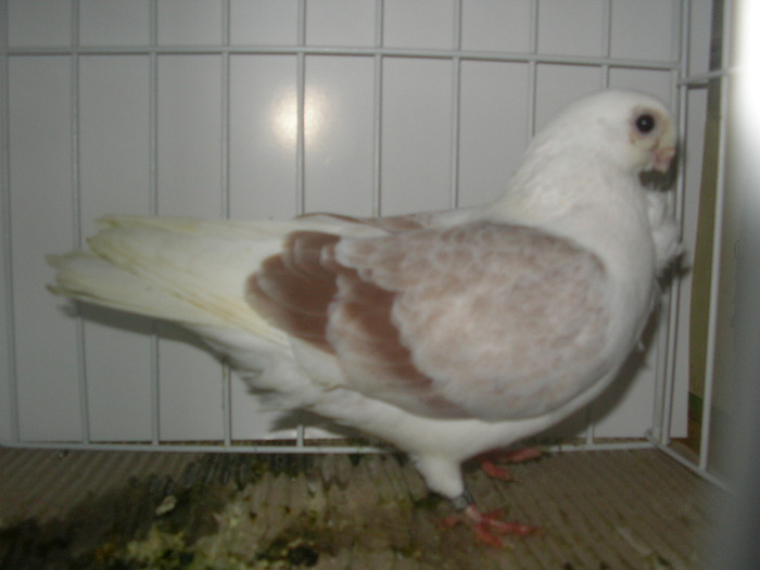 SANY0247 - poze expo 2009