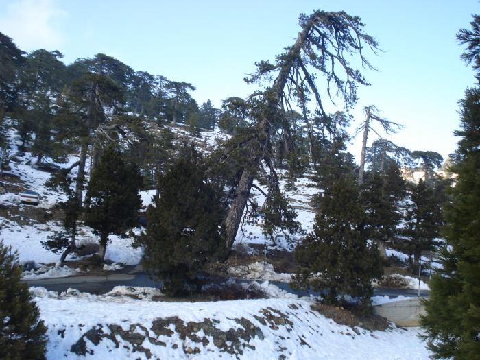 Picture 706; Muntii Troodos
