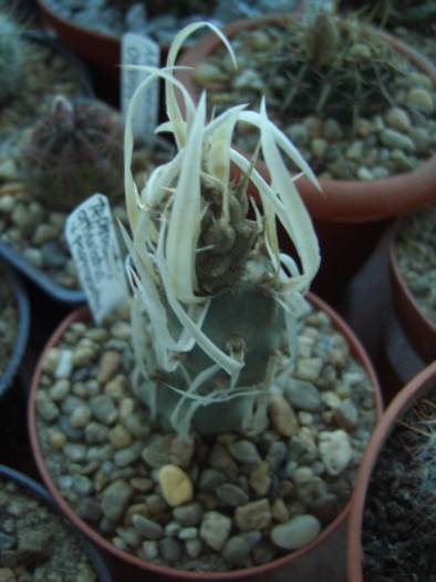 Tephocactus papyracanthus - cactusi si  suculente 09