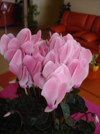 CYCLAMEN