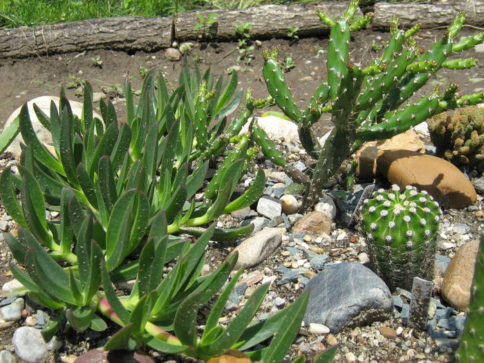 IMG_8680 - Cactusi la mosie 27 iunie 2009