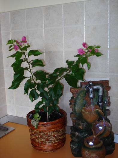 BOUGAINVILLEA,din nou cu flori!!! - FLORILE MELE