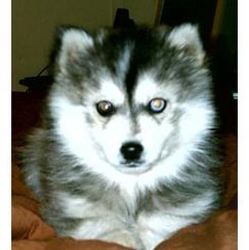 miniature-siberian-husky