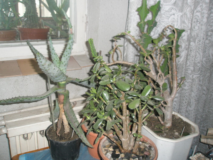 Crassula ovata - una buna , alta rea! - cactusi la iernat 2009-2010