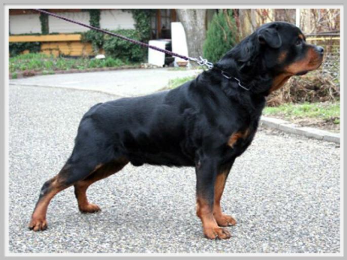 fanto - CAINI-ROTTWEILER-BEST