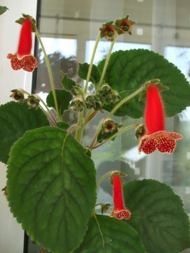 kohleria