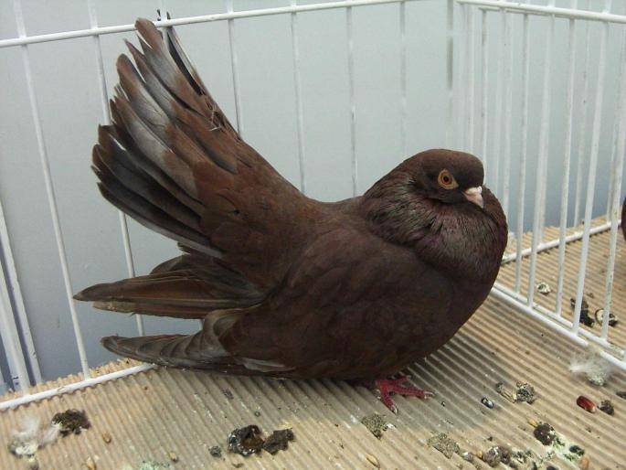 CASTANIU DE Craiova 2 - X-TODAS LAS RASAS DE PALOMAS EN EL MUNDO