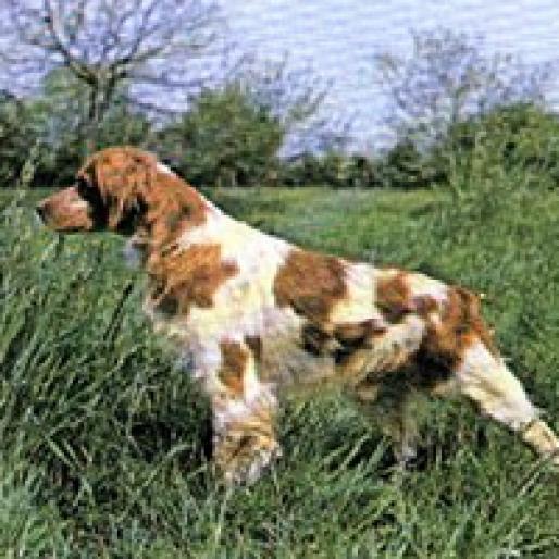 PREPELICAR BRETON - RASE CAINI