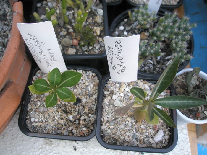 Adenium vazut apical - Adenium 2009