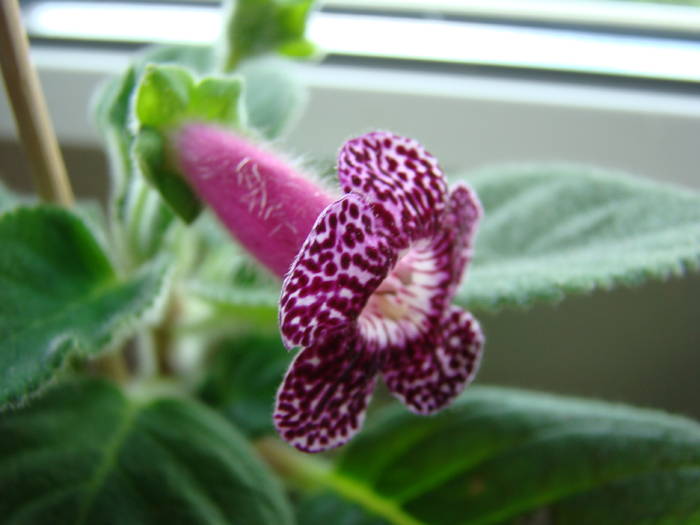 Kohleria Kapo 15 - Kohleria Kapo 2009