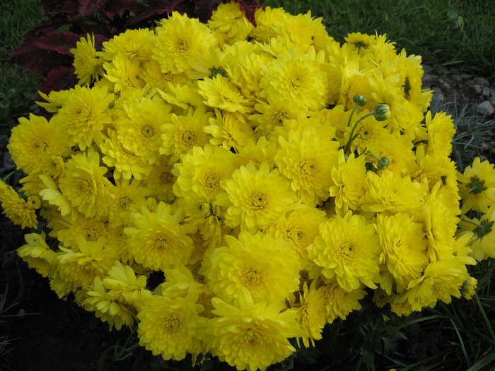 crizanteme; crizanteme
