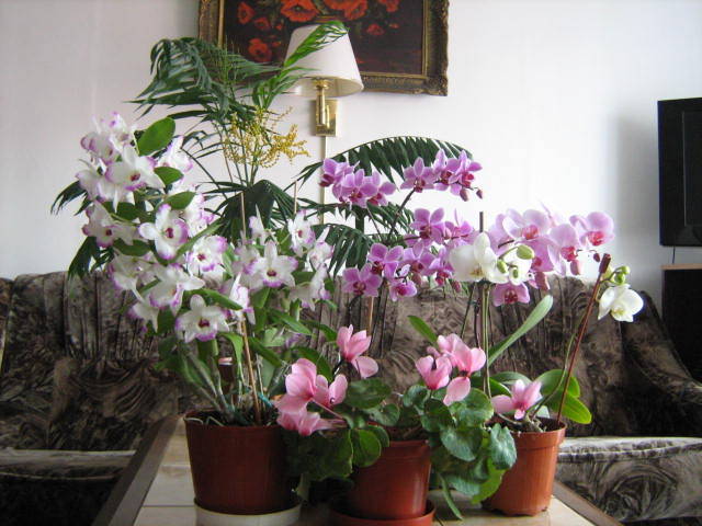 IMG_2285 - Orhideele in 2009