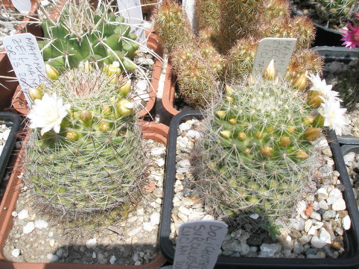 Mammillaria zeilmanniana - 18.06 - Mammillaria