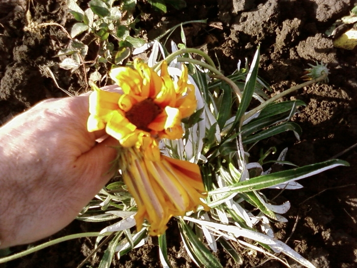 gazanie galbena(achizitii toamna 2009) - gradina de vara si de toamna amara2009