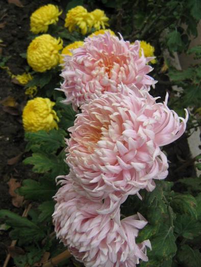 picture 474 - crizanteme  2008