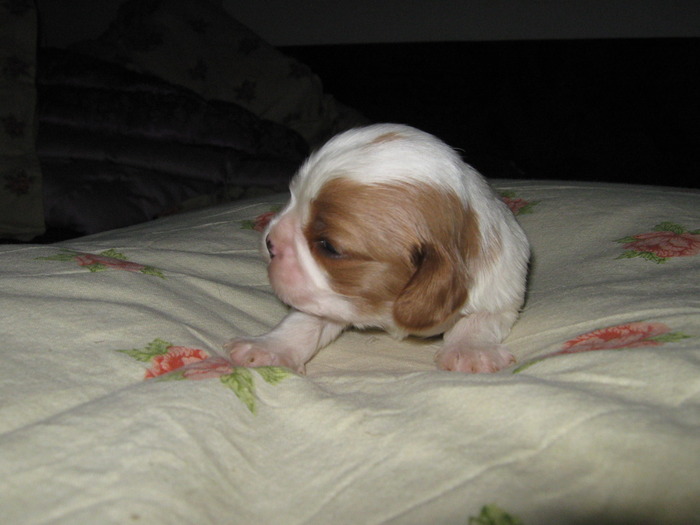 IMG_0629 - CAVALIER KING CHARLES SPANIEL