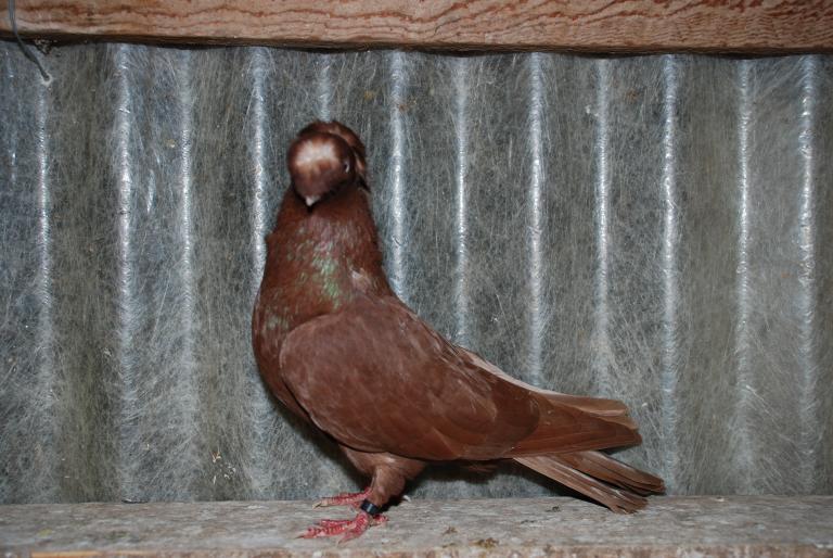 DSC_4234 - JUCATORI ARDELENI SI DE CALARASI