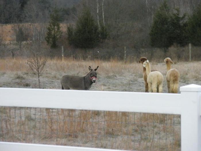 magar si Alpaca - diverse - plante_animale_obiecte