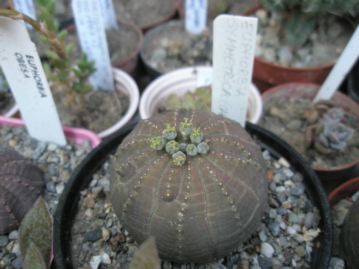 Euphorbia symetrica 1 - SUCULENTE 2009