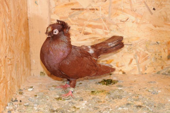 DSC_9838 - jucatori dublumotati calarasi 2008