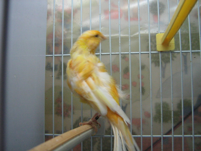 mascul frezat 2007 - Canari matca 2009-2010