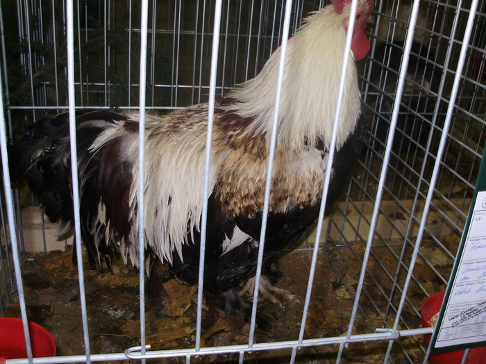 P8161618