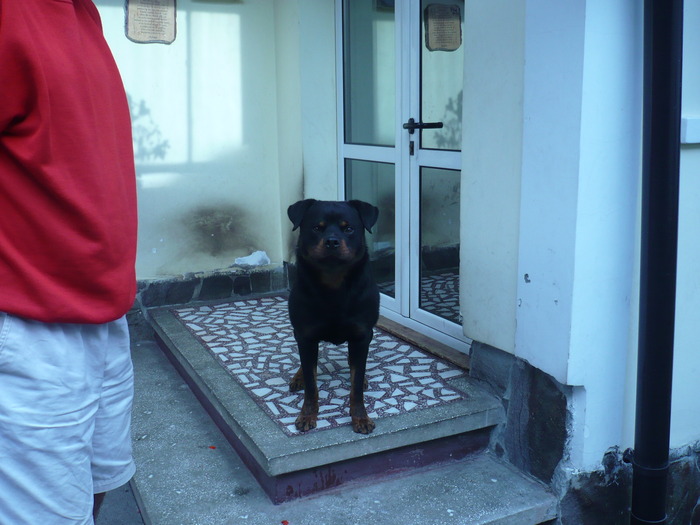 maxi pui din tyra si axel - CAINI-ROTTWEILER-FEMELA-Tyra v hause onul