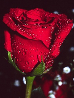 Beautiful_Rose_06