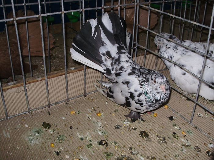 10967 rd 0 - 1507 partea 6a