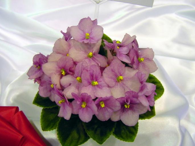 Robs_Fiddle_Faddle_2005avsa - violete de pe net 1