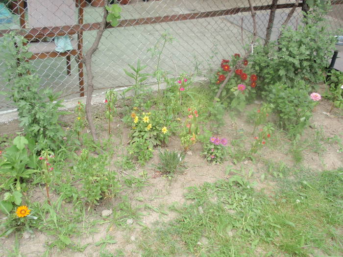 Picture 051 - plante de gradina