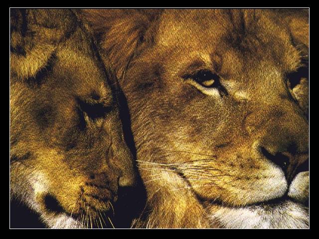 lions