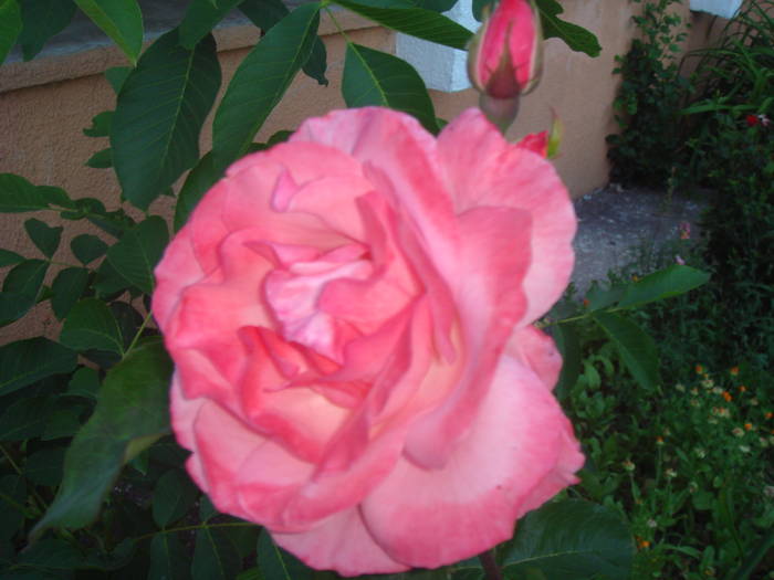 DSC01838 - trandafiri Romaniei