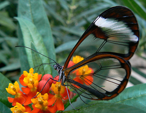 glasswing-butterfly - Fluturasi