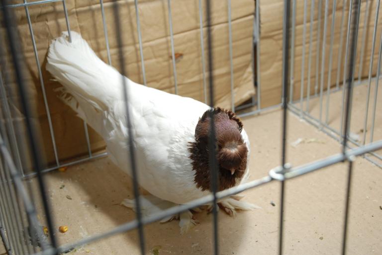 DSC_3819 - Campioni Expo TM2