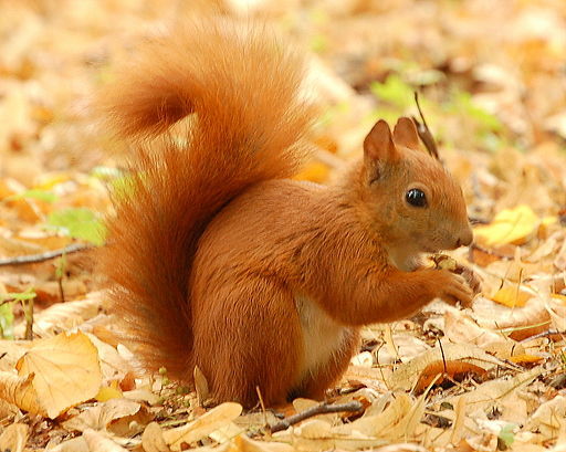 512px-Red_Squirrel_-_Lazienki - Veverite